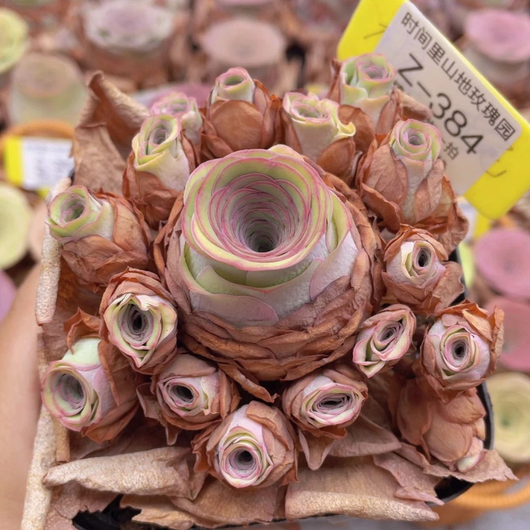 山地玫瑰Z384裸根发货不售后