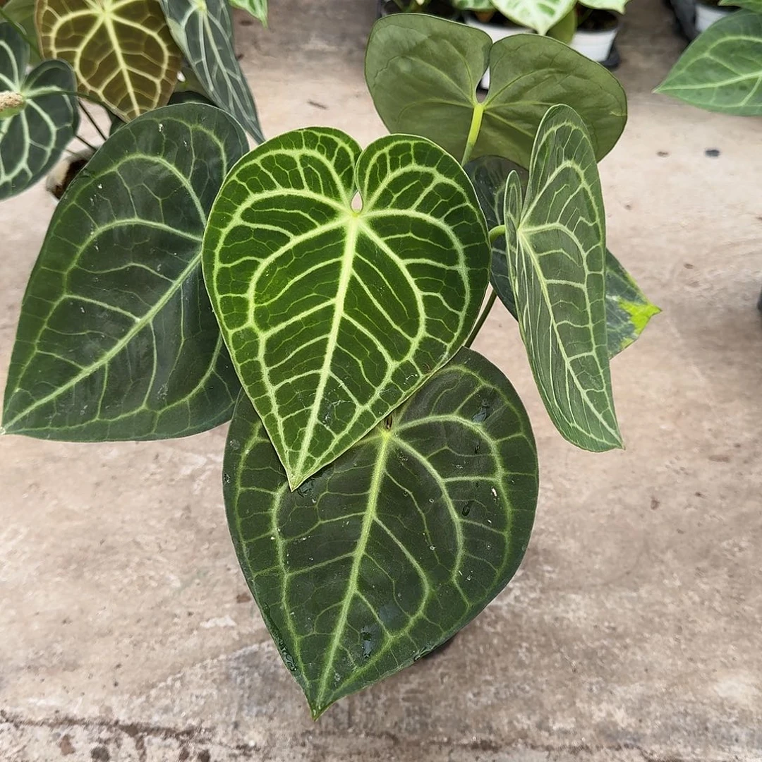 拾***a不开花植物一物一拍荷兰克莱恩
