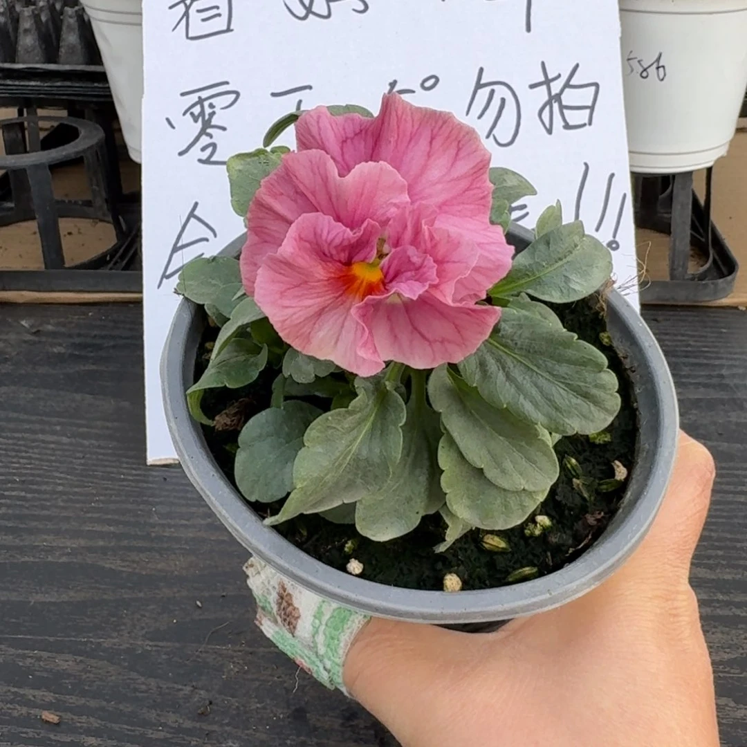 全部花朵208号粉希尔