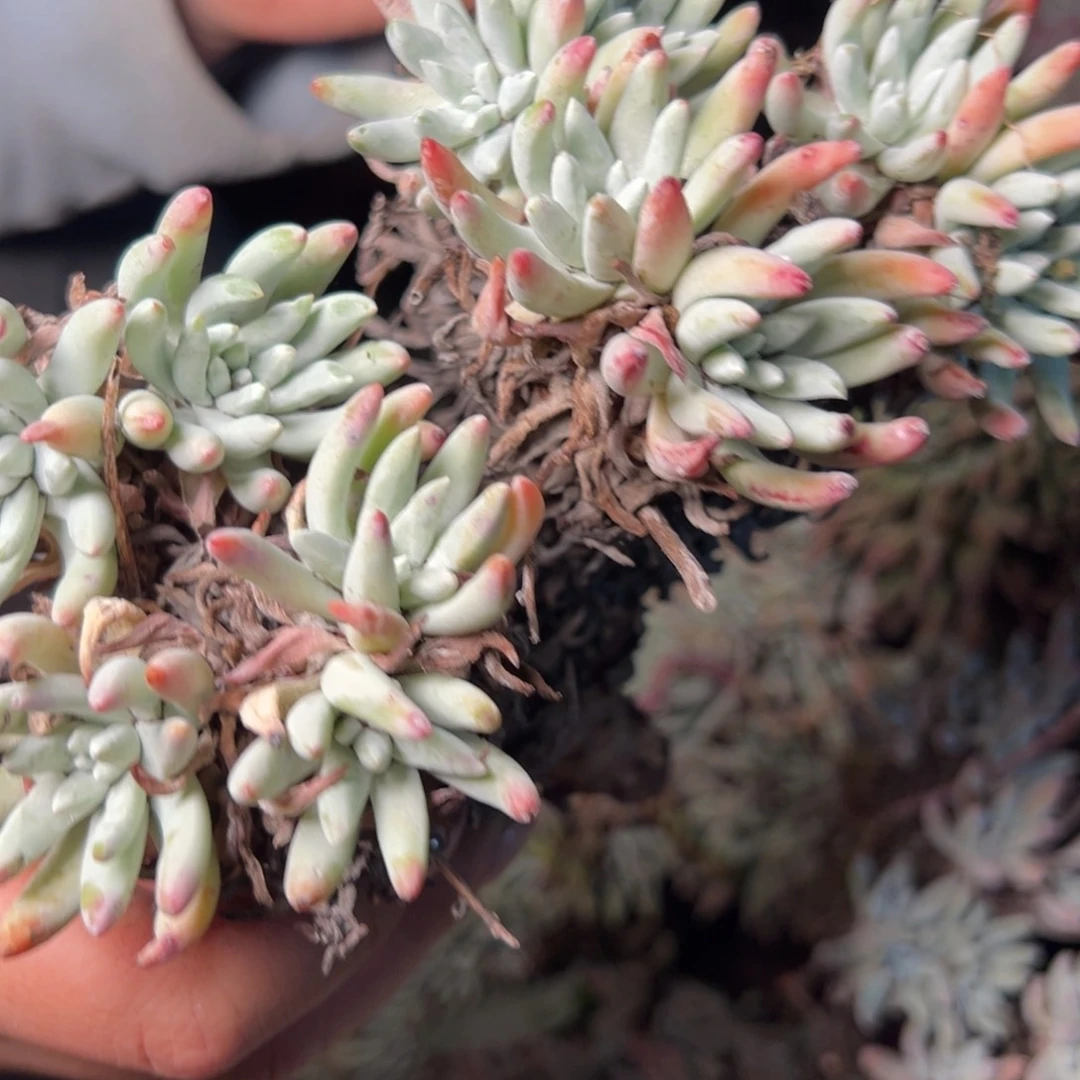 1876哈哈哈哈哈哈哈