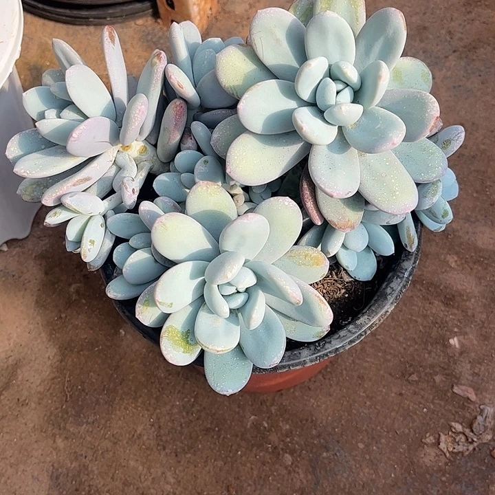 D***姐雪美人群生，一物一拍