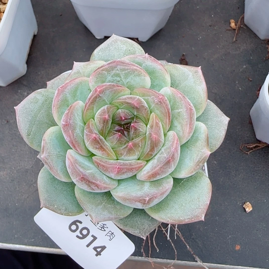 彩虹方糖，6914多肉植物