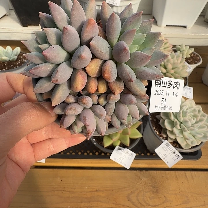 四头蓝精灵11114-51