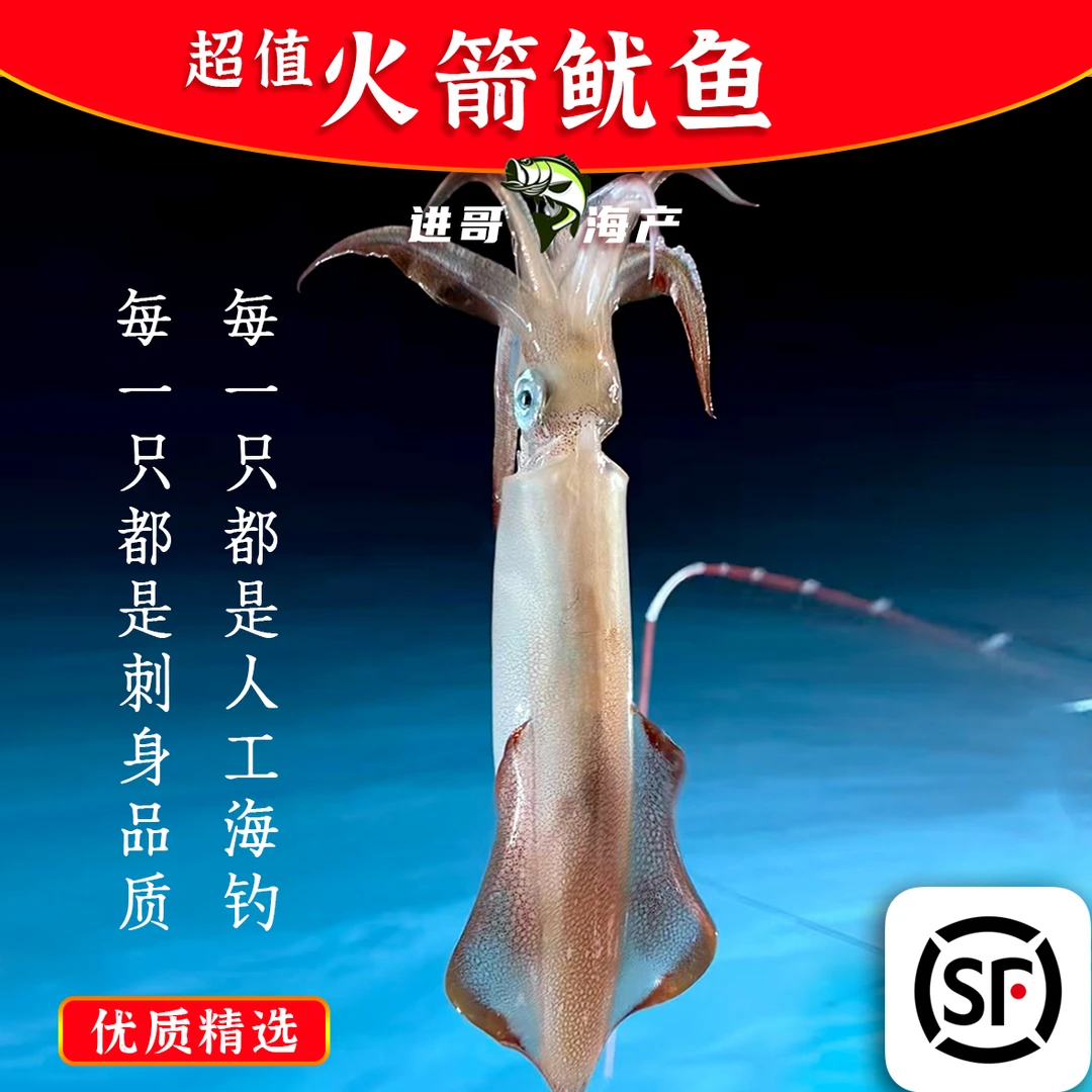「超值」火箭鱿/大管鱿鱼 生鲜大鱿鱼 广东汕尾产地直发顺丰包邮