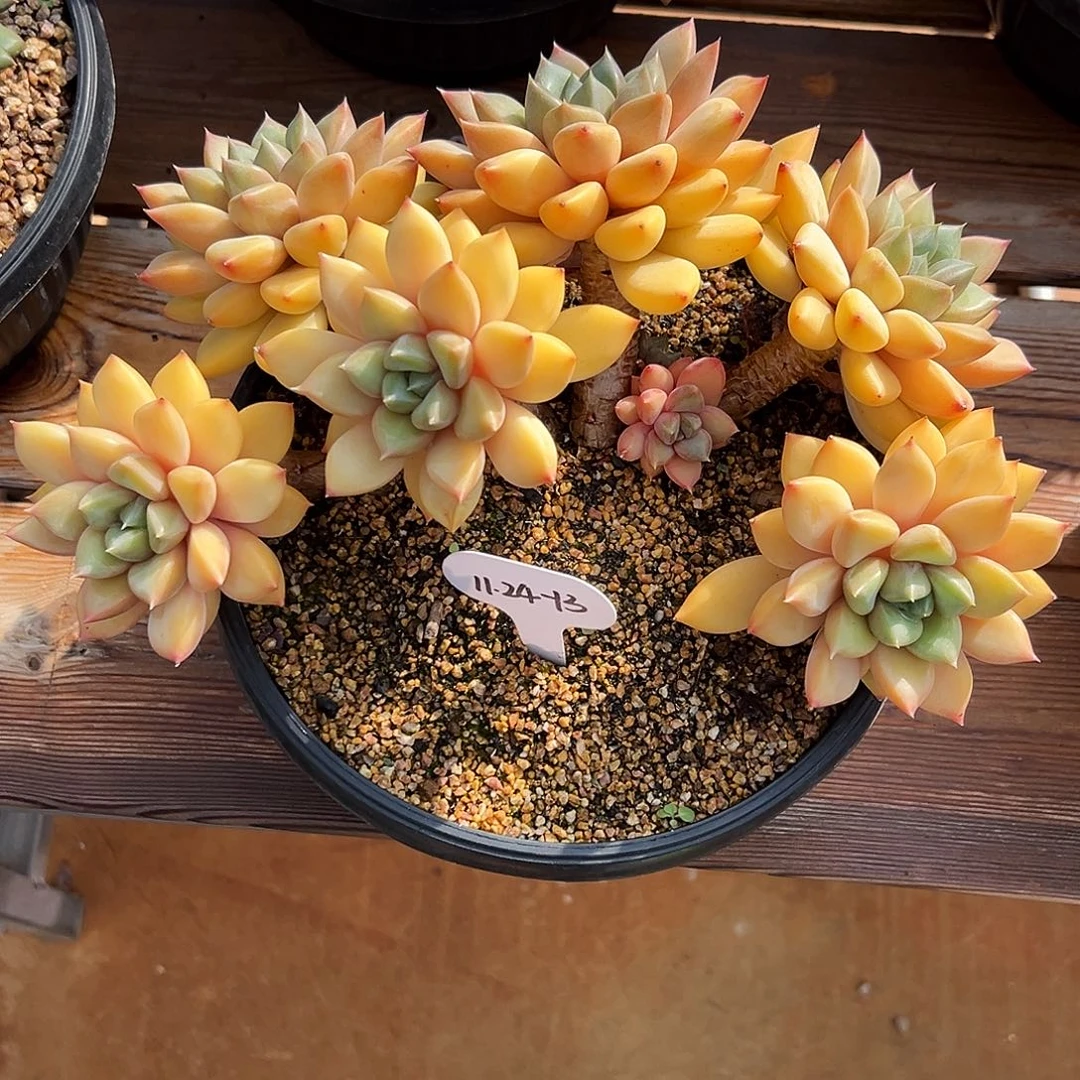 树****1124-13红象牙老桩