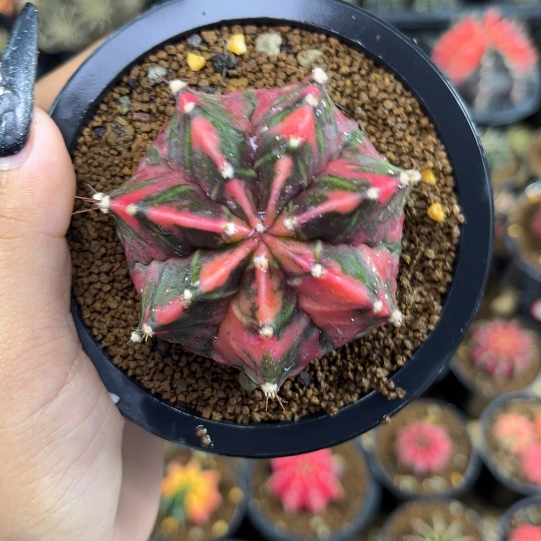 泰系米哈锦 带盆土发货