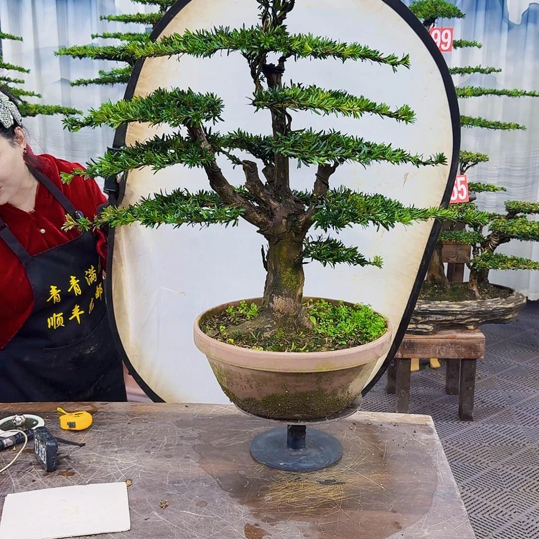 无花朵罗汉松8888888