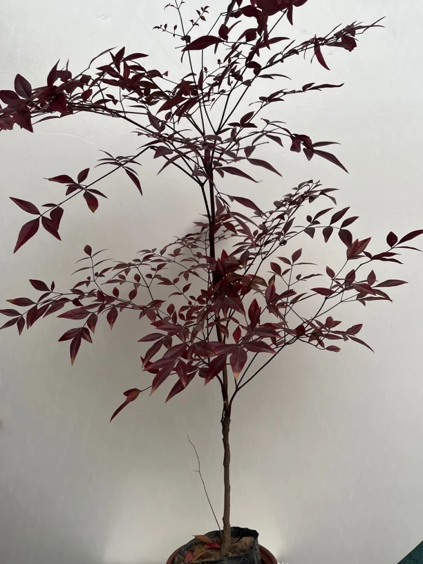 南天竹红叶盆栽观叶植物