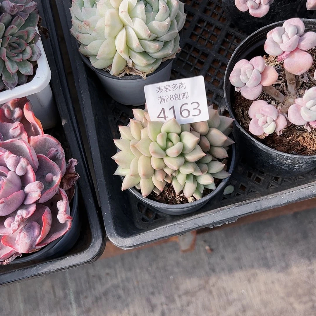 9号七***版我们的确是一4163