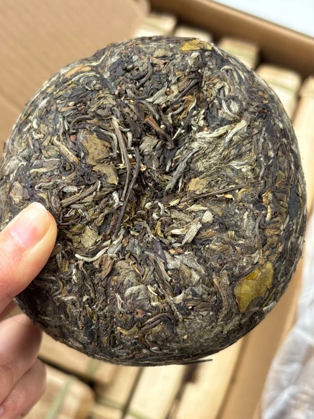 2025年，眼镜大爹春（螃蟹脚1000克沱）春韵十足