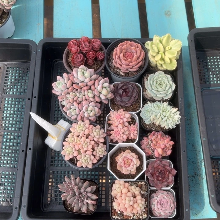 新****）15颗多肉旺财多肉