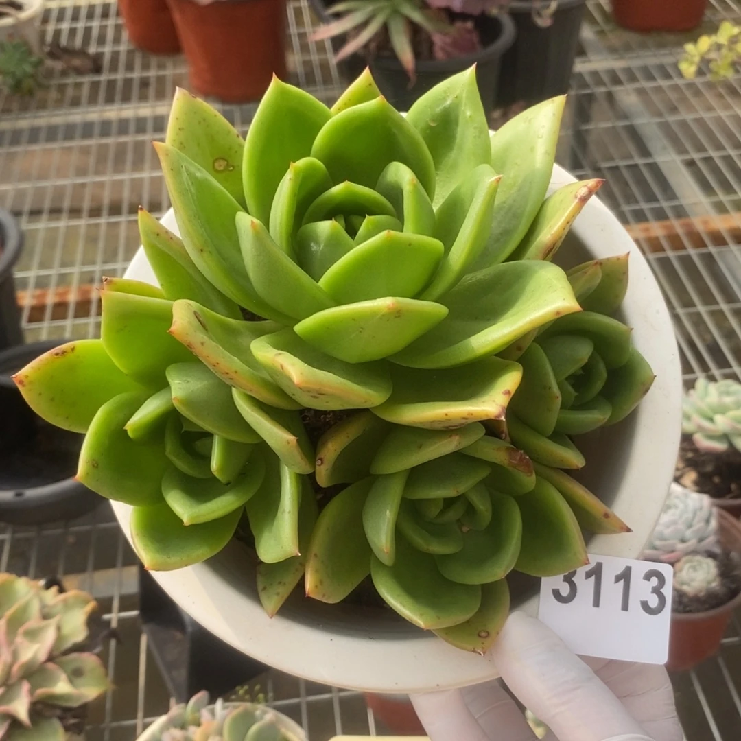 3113翠鸟多头老桩一物一拍