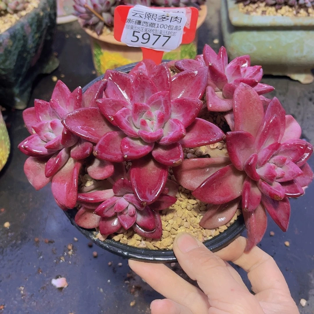 5977赫菲斯托多肉植物