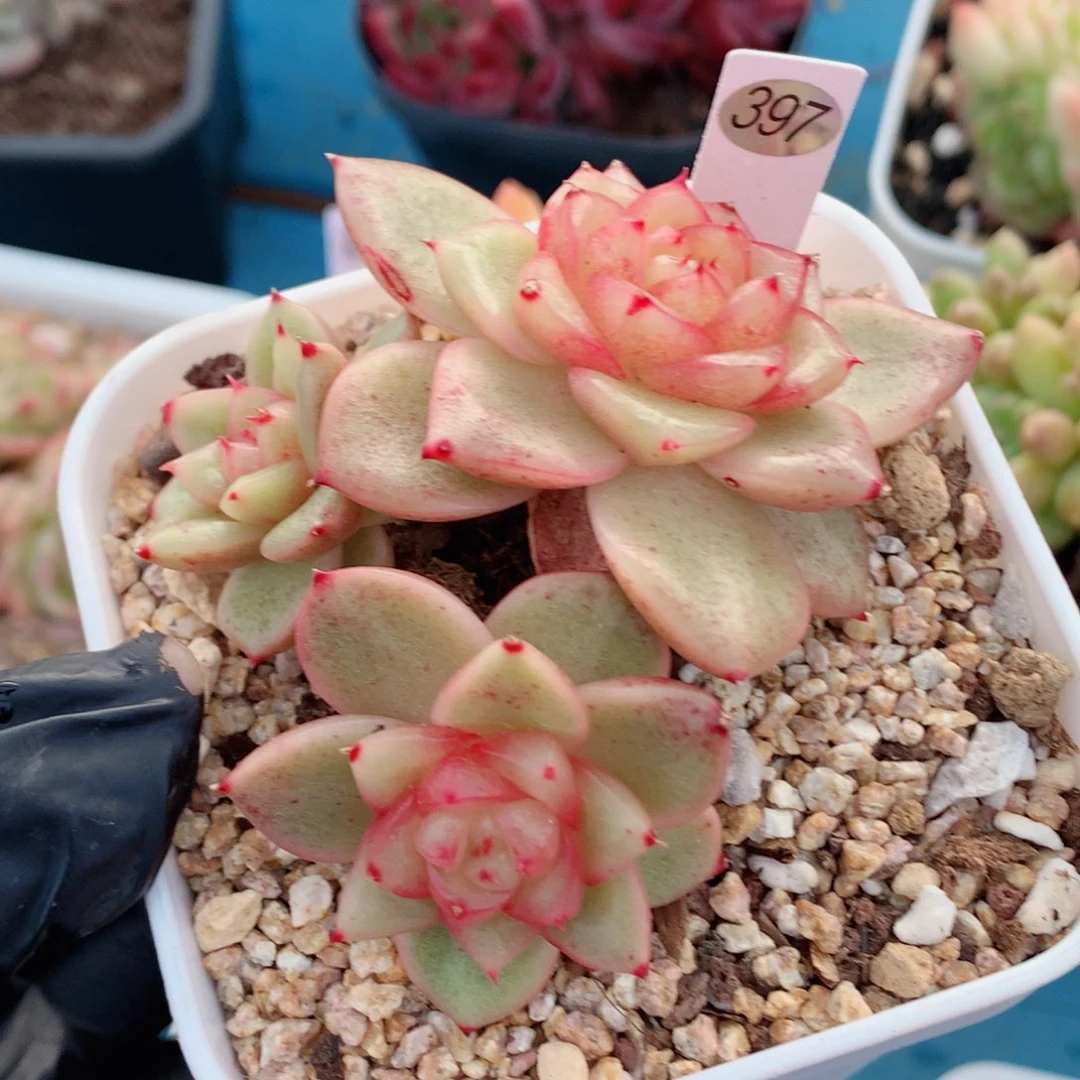 玉芷珍妮58包邮  群生不包整37