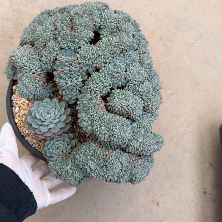 香***兰27厘米左右一物一拍的一物一拍