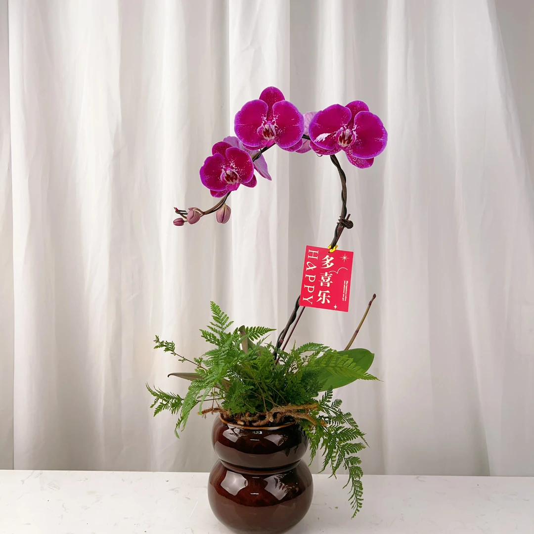 桦艺精选【欧品黑美人】优雅蝴蝶兰轻奢唯美室内绿植花卉艺术微景观