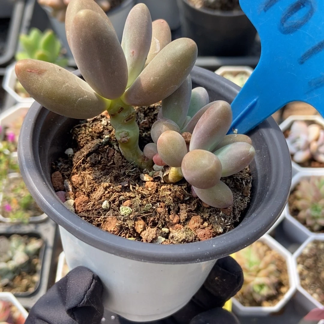 1019糖果美人多肉植物保护