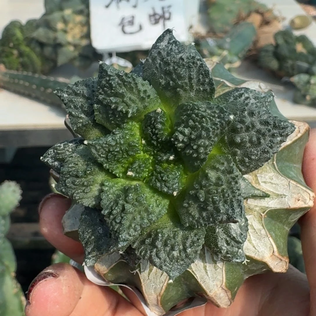 【闪购商品】无花朵太*美梦幻哥怒384