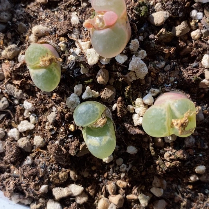 樱花风铃一颗一颗