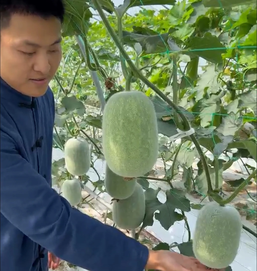 一串铃早熟小冬瓜种子家庭阳台小院盆栽地栽四季种植