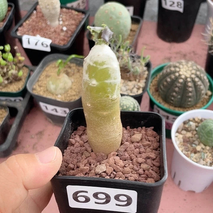 699雪露厚墩菊块根