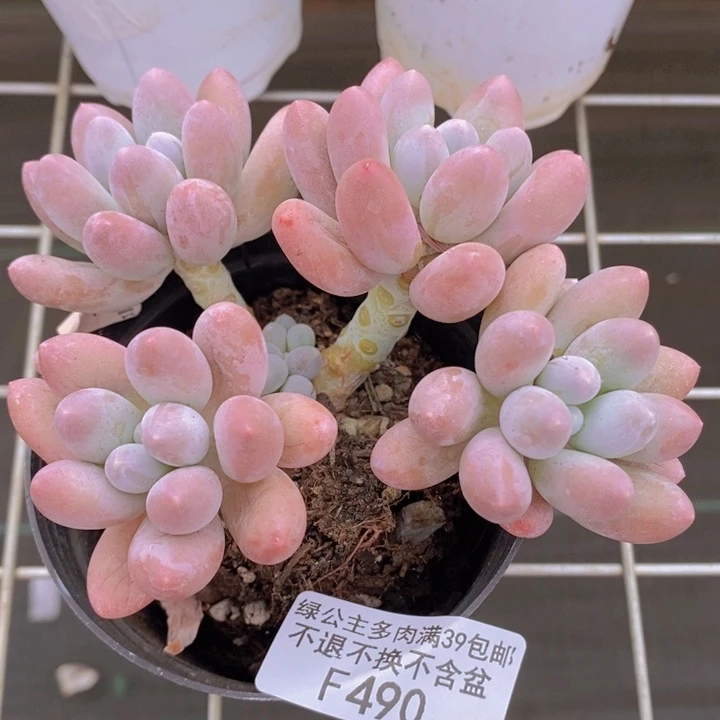 汤圆10cm490多肉植物