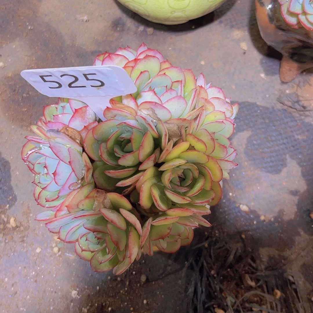 ?**林525牡丹亭缀化28元