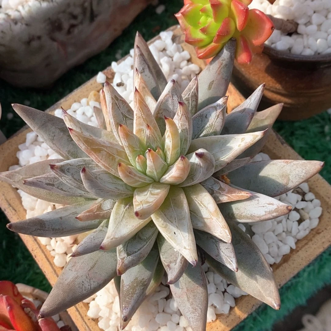 魔爪锦多肉植物盆栽