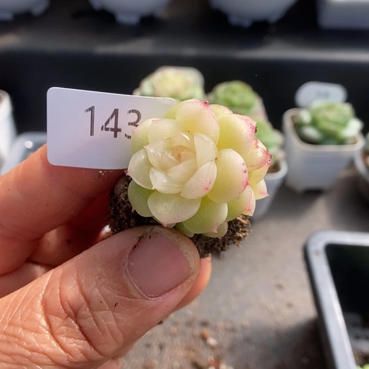 一物一拍一物一拍1111-143