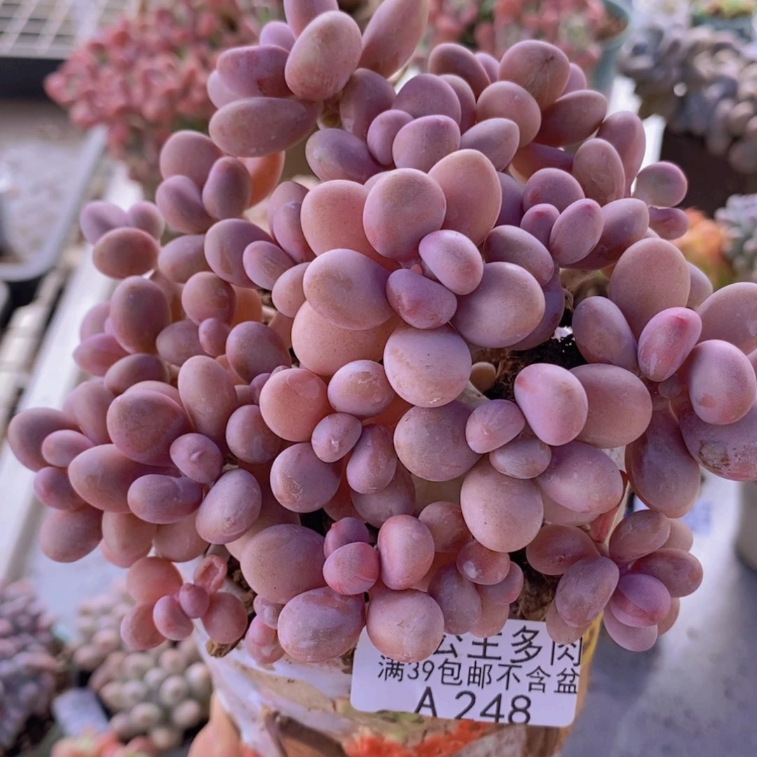 糖果桃蛋老桩有掉叶12cm248多肉植物