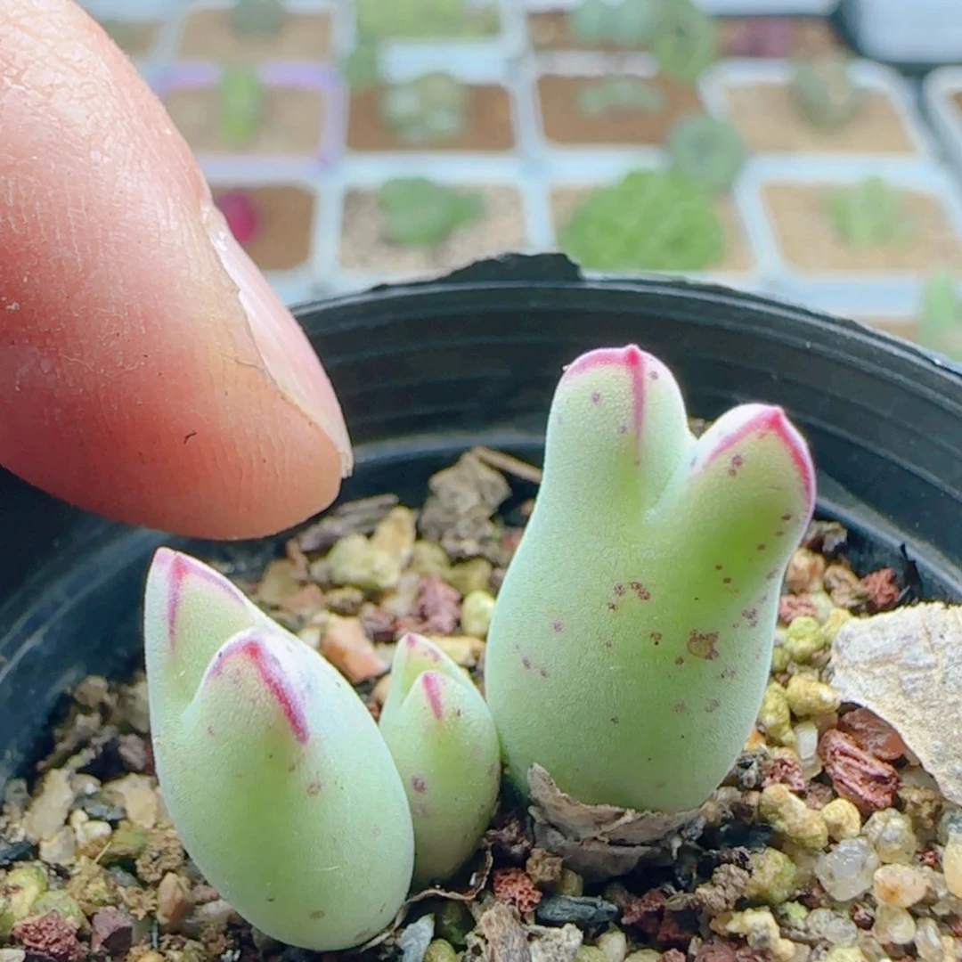 【闪购商品】21193