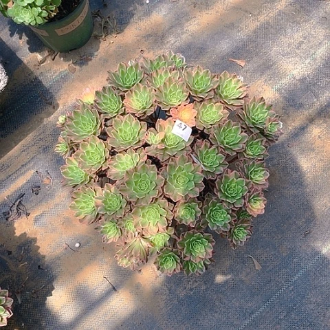 全部花朵甜茶法师法师47