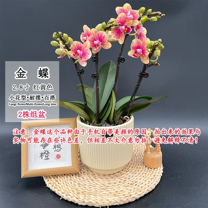 【金蝶2】红黄色经典蝴蝶兰小花续花型室内桌面好养绿植花卉