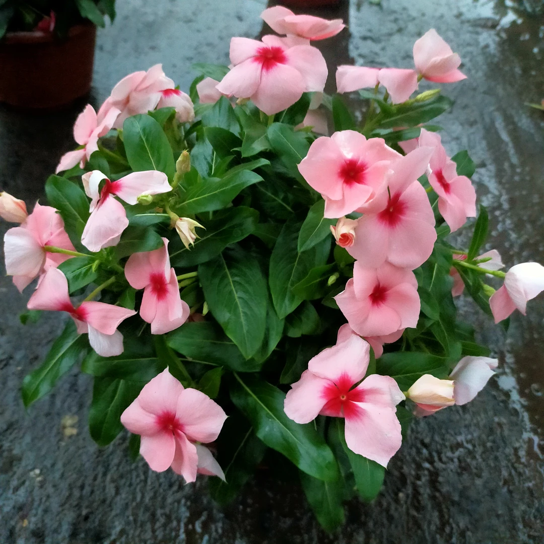 直立精品天天开盆栽耐热花期长花量大庭院阳台好养花卉植物