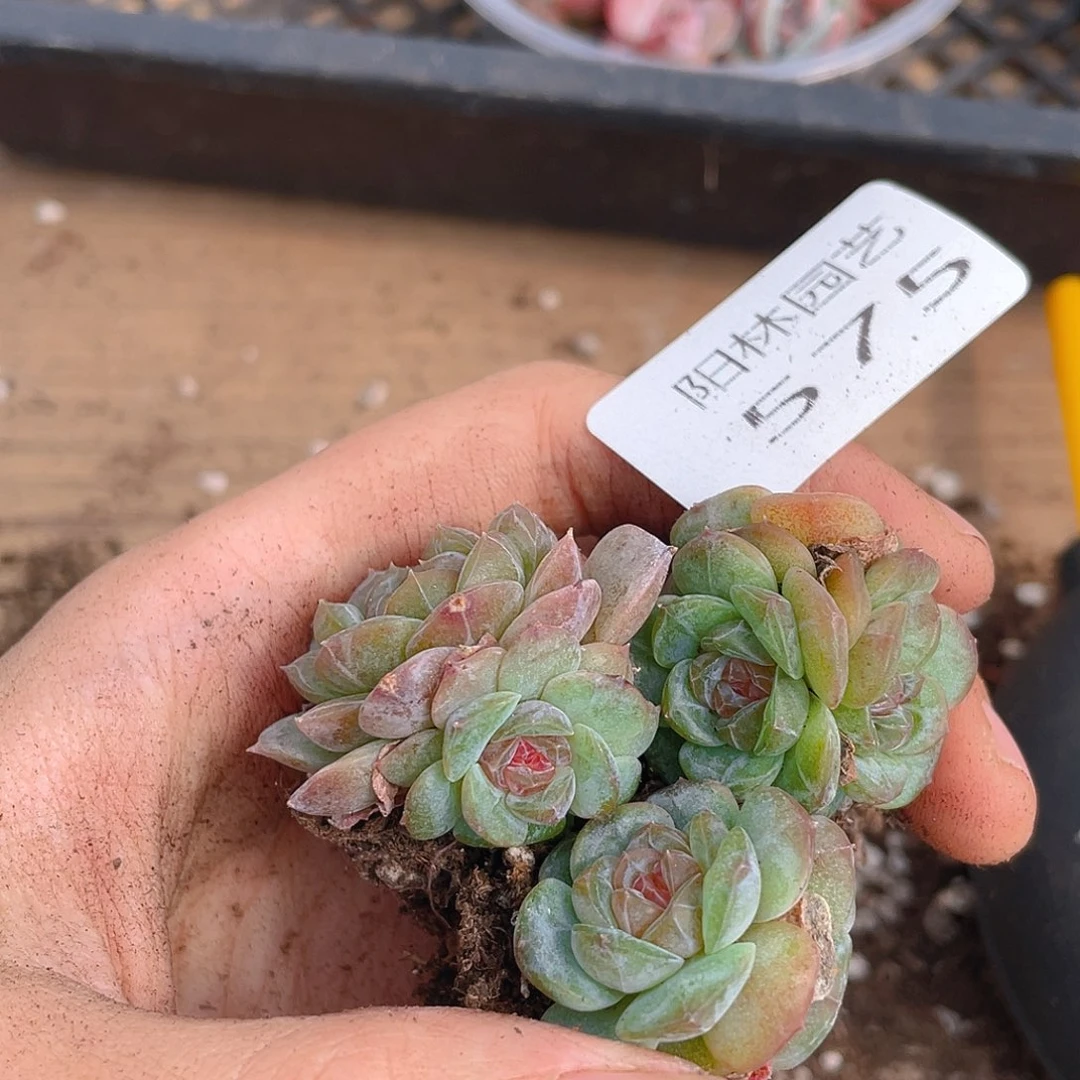 多肉植物多肉植物575