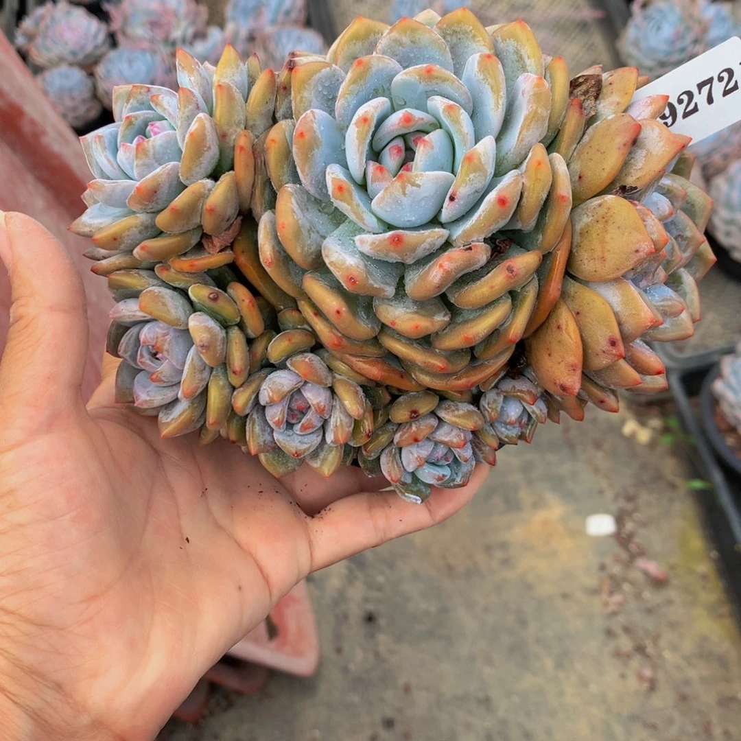 我***好92721嗯嗯嗯嗯嗯嗯好喜欢哦