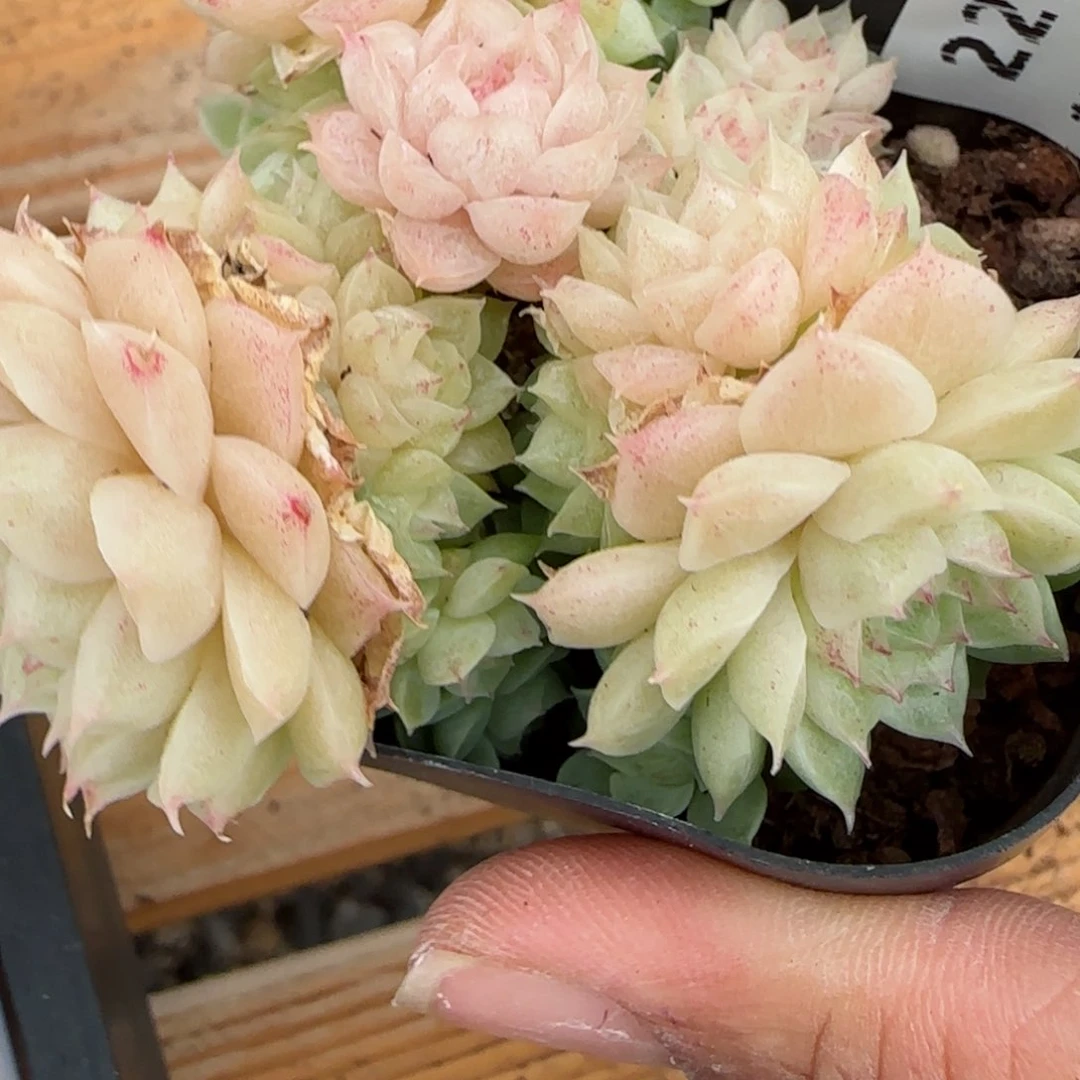 花语逸镜0204-227散