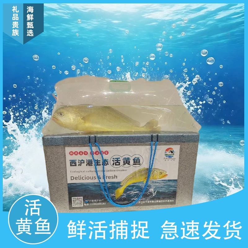 西沪港生态活黄鱼500g象山西沪港原生态野驯新鲜大黄鱼
