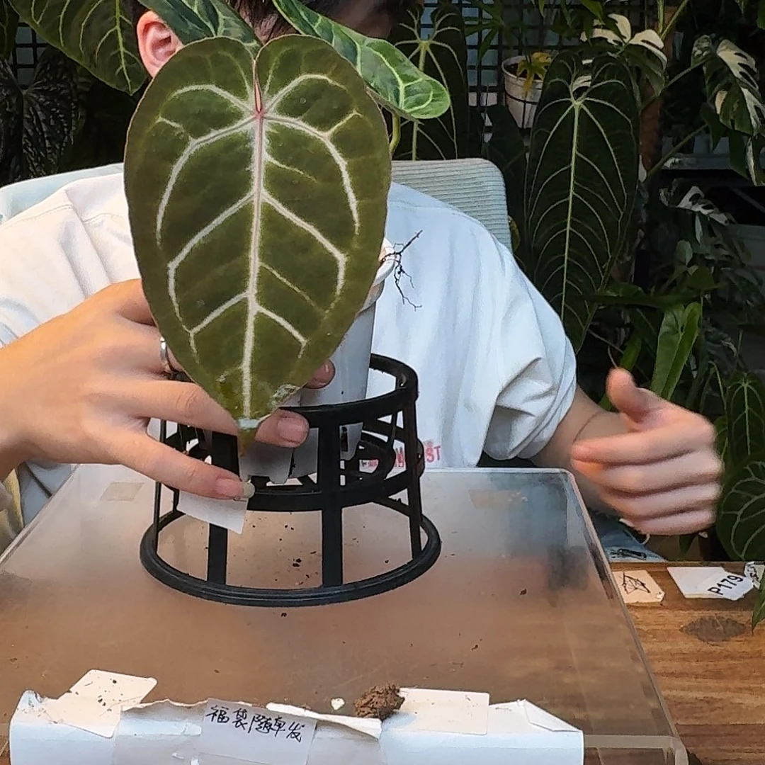 完全开放I25粉脉撕裂纹杂贝斯