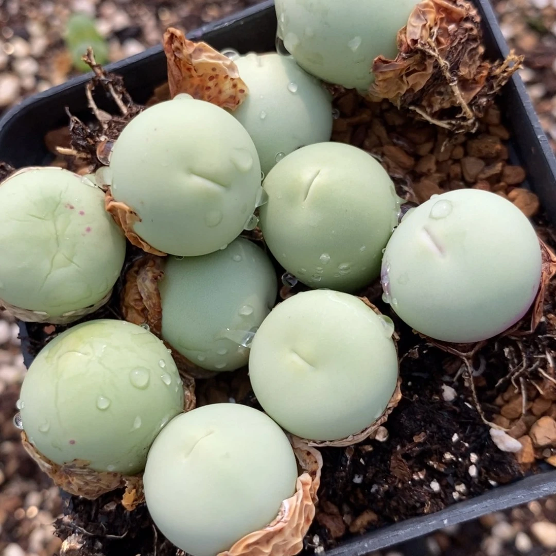 2915嘟嘟嘴鸽子蛋1颗。