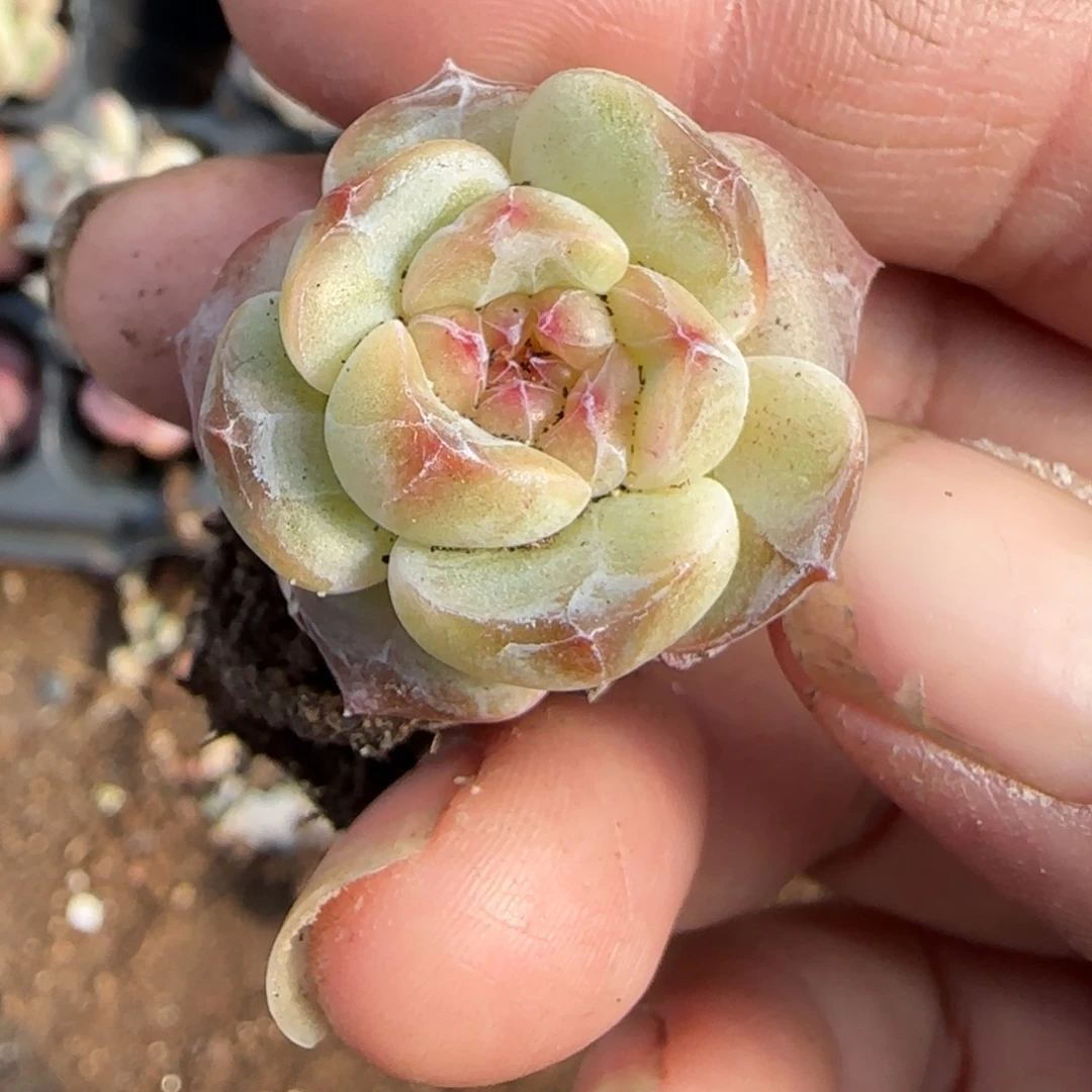 小卡拉米糖心一物一拍