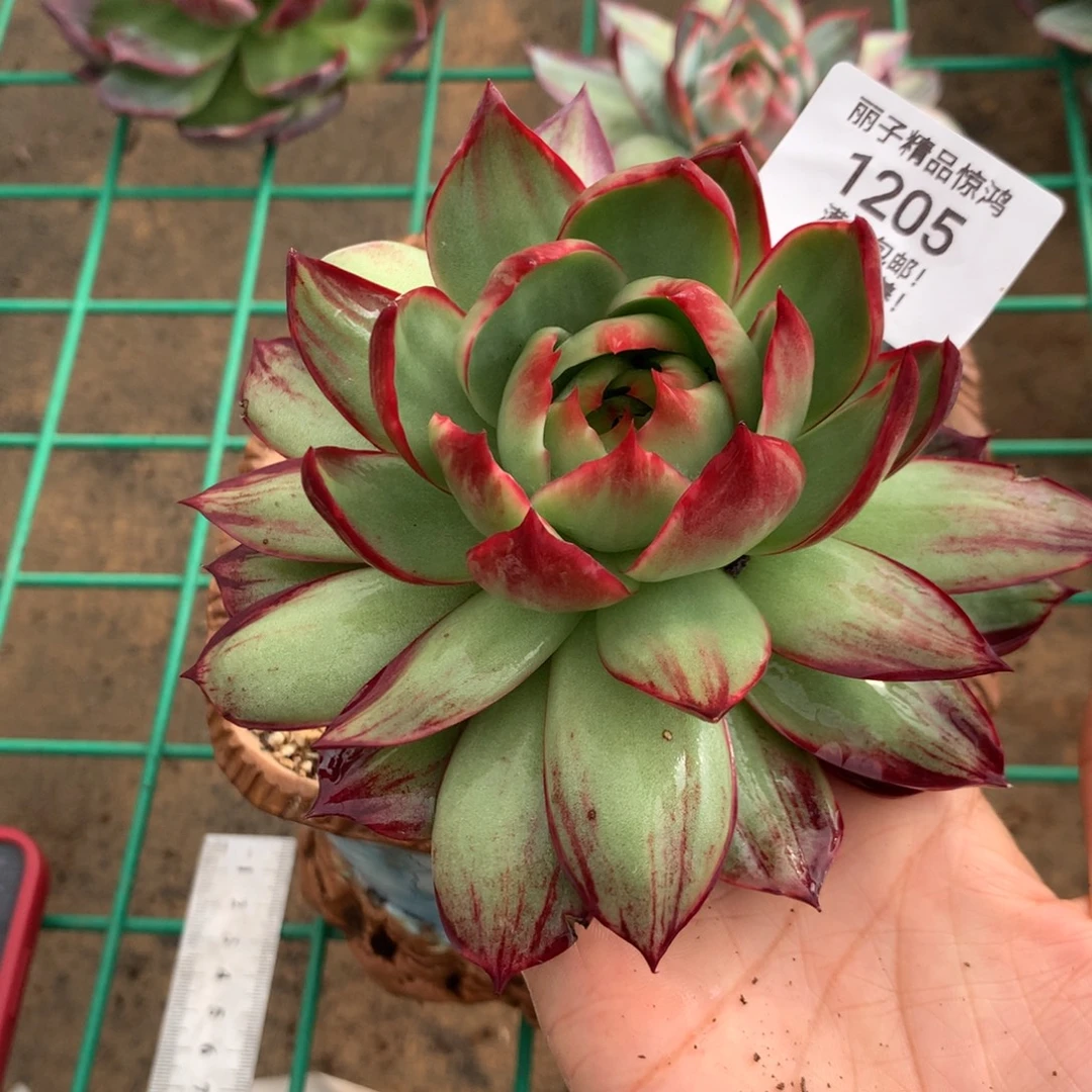 じ****1205的多肉植物惊鸿，14