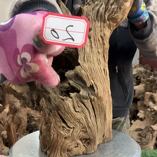 无**也紫砂噜啦啦啦啦啦啦