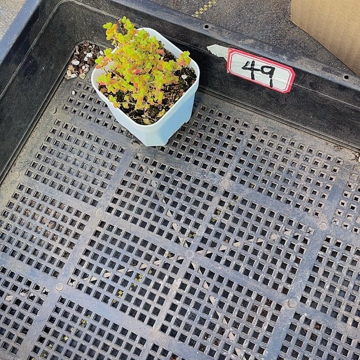小***了49号筐带盆个发货