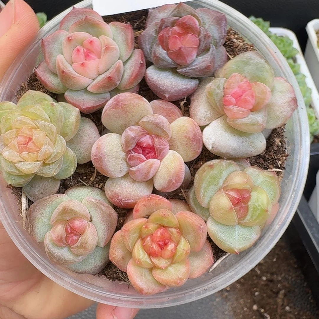 一物一拍一物一拍917-541