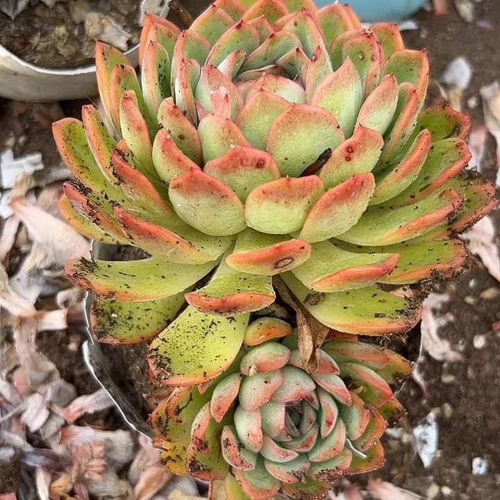 无花朵樱桃老桩。