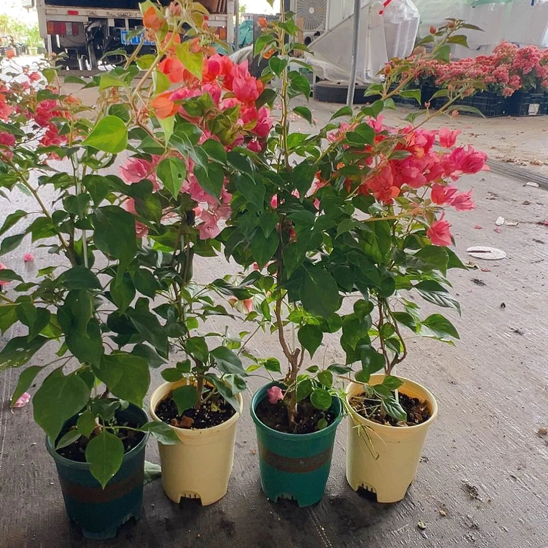 大部分花苞少量开放暗夕带竹一颗