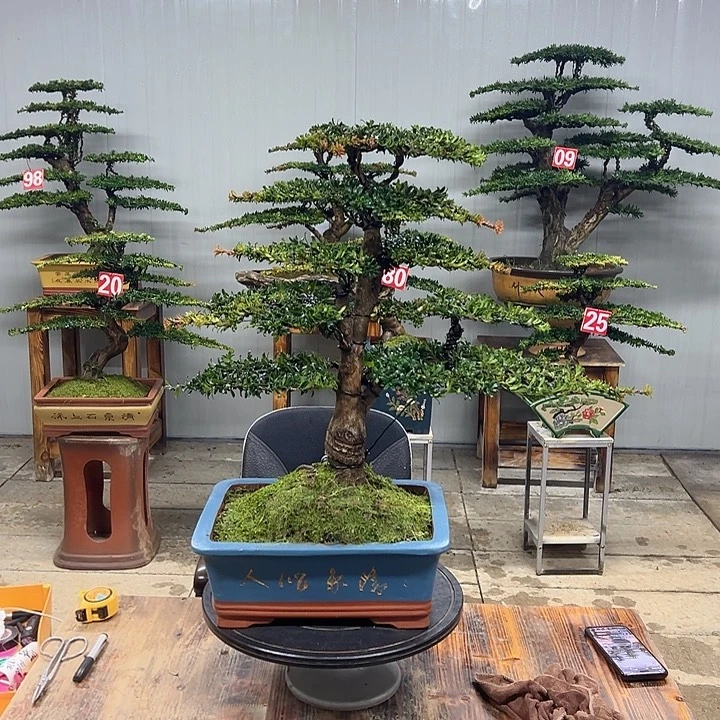 无花朵红芽珍珠罗汉松