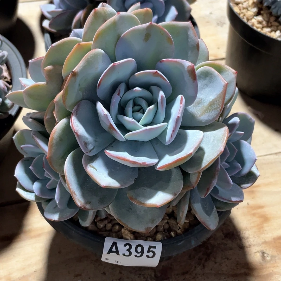 等***阳395多肉植物多肉植物