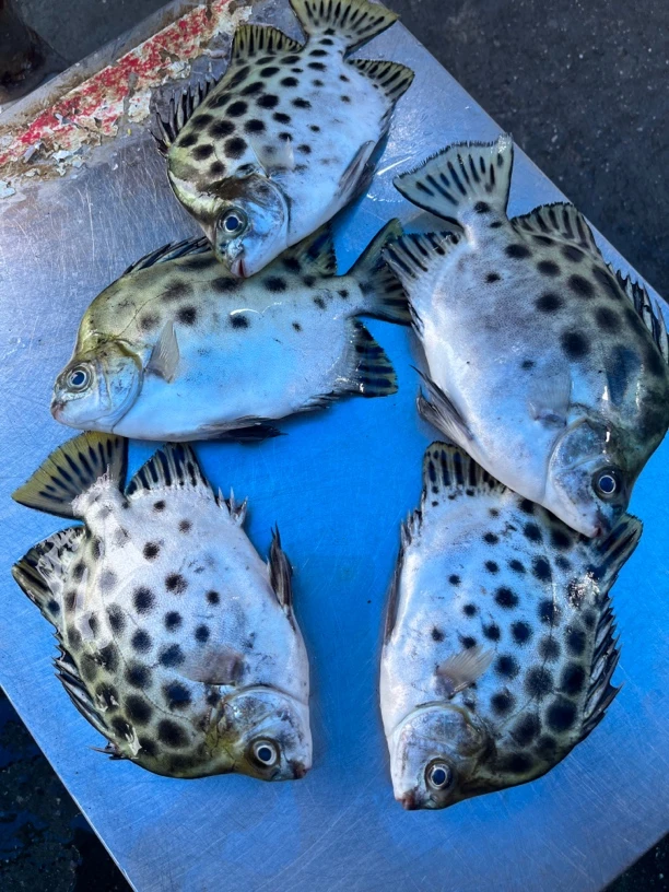 湛江新鲜金古鱼5斤，广东碎冰顺丰包邮，